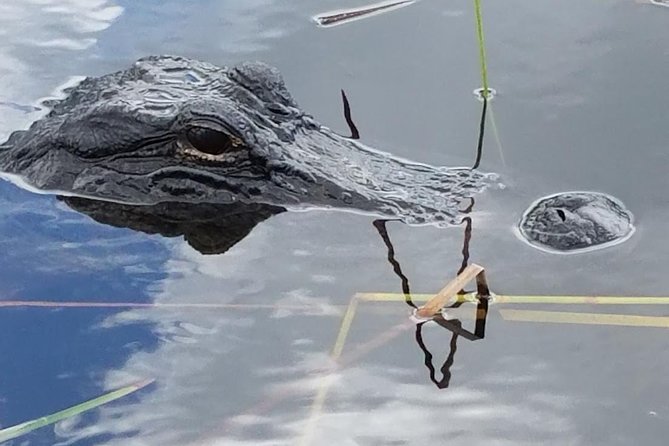 Half-day Everglades National Park Tour and 1-Hour Air Boat Ride - Walking among alligators at the national park