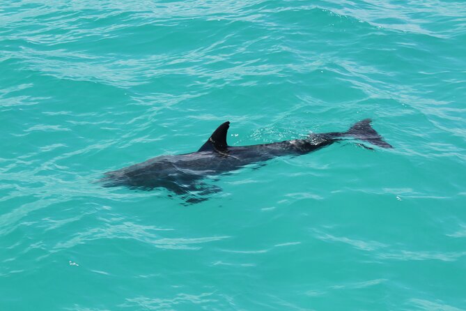Key West Tours from Miami: Dolphin Discovery, Snorkeling & More ! - Timing, comfort, and small practical details