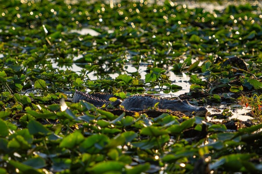 Kissimmee: Boggy Creek Airboat Ride with Optional Meal - Gem mining in the 70-foot trough