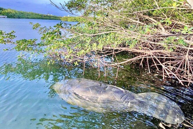 Manatee Season Guided Paddle Tour from Virginia Key - Key points to know before you paddle