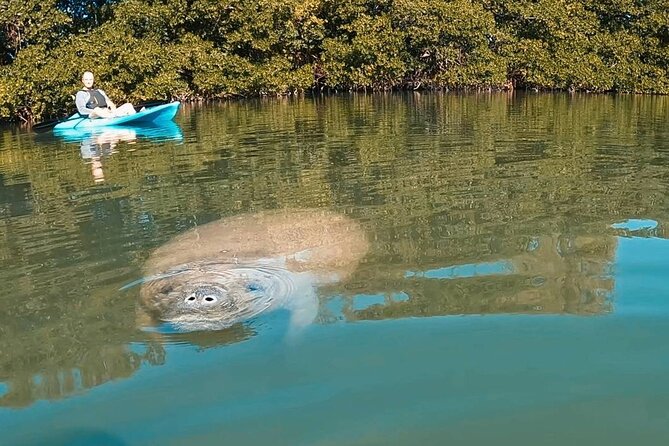 Manatee Season Guided Paddle Tour from Virginia Key - Why this Virginia Key paddle is special