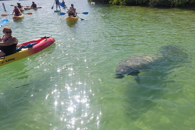 Mangrove Jungle Exploration on SUP/Kayak - Key points to know before booking