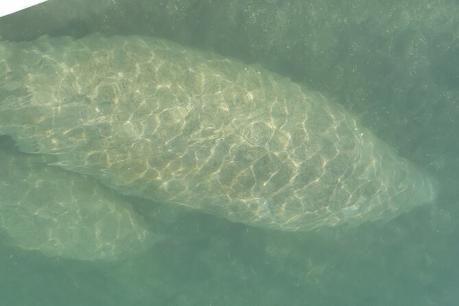 Mangrove Jungle Exploration on SUP/Kayak - Choosing between a kayak and paddle board