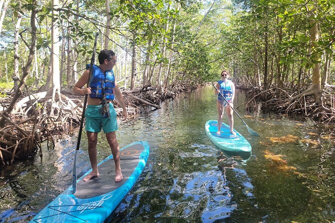 Mangrove Jungle Exploration on SUP/Kayak - Wildlife, weather, and what you may actually see
