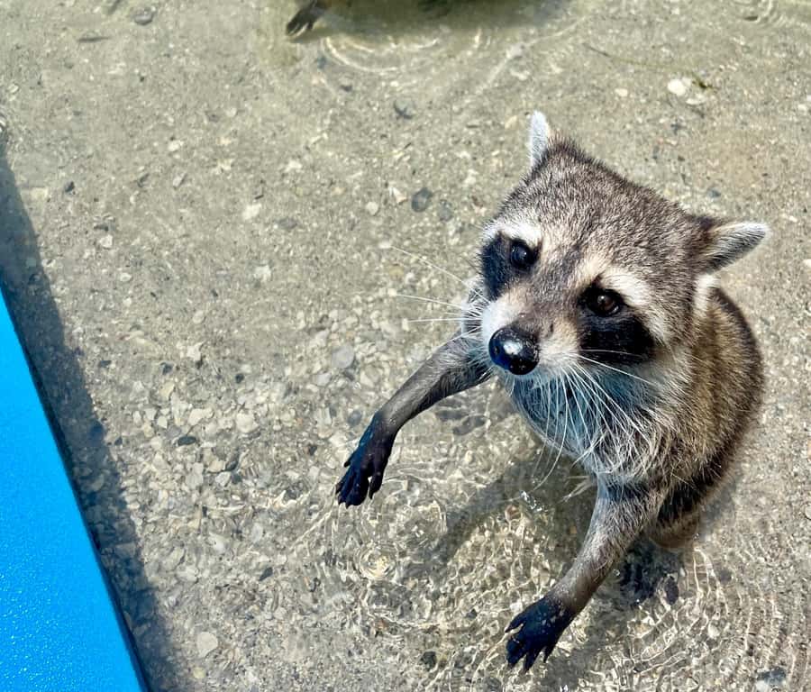 Miami: 4-Hour Island Hopping Boat Trip with Water Toys - Sandspur Island and the search for raccoons