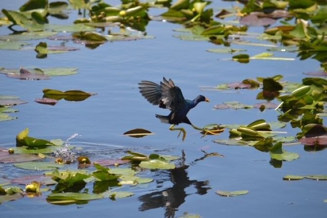 Miami: 60 Minute Private Everglades Airboat Ride - Learning about the Everglades, not just spotting alligators