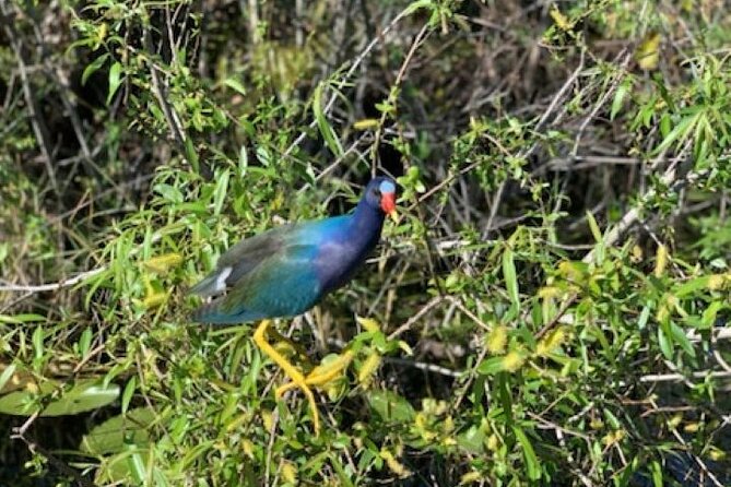 Miami: 90 Minute Private Everglades Airboat Ride - Key points to know before you book