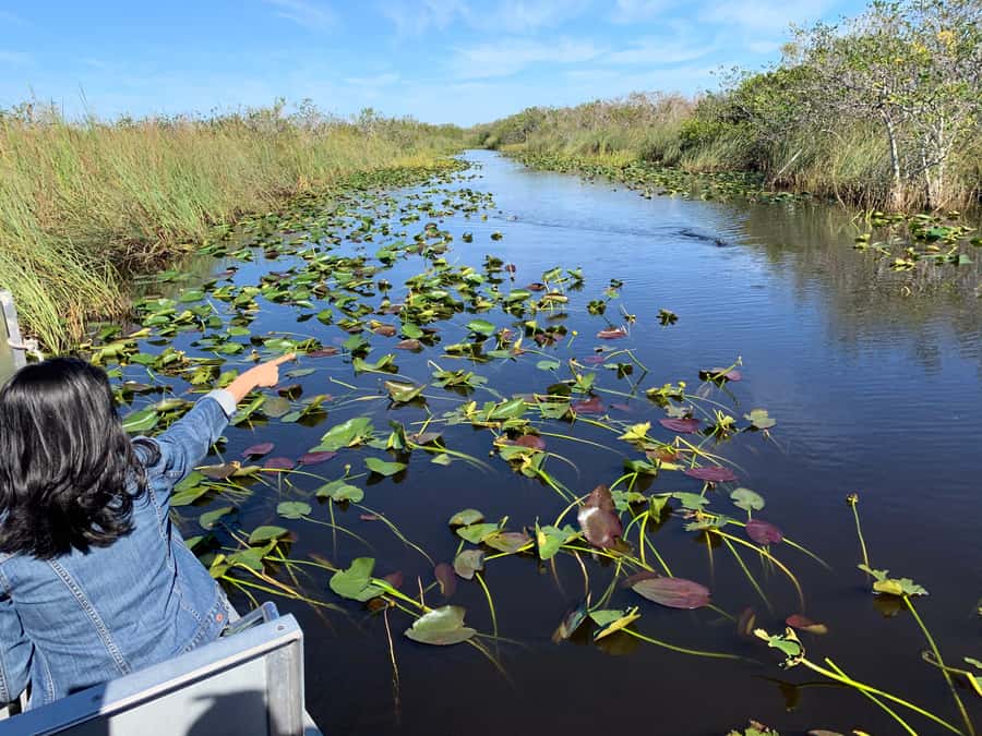 Miami: Alligator Spotting Airboat and Wildlife Reserve - Covered or open airboat, and why it matters