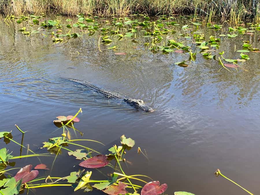 Miami: Alligator Spotting Airboat and Wildlife Reserve - Is $63 a fair price?