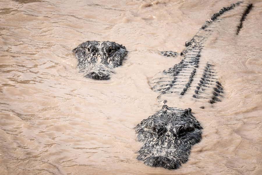 Miami: Alligator Spotting Airboat and Wildlife Reserve - Who will enjoy this tour most?