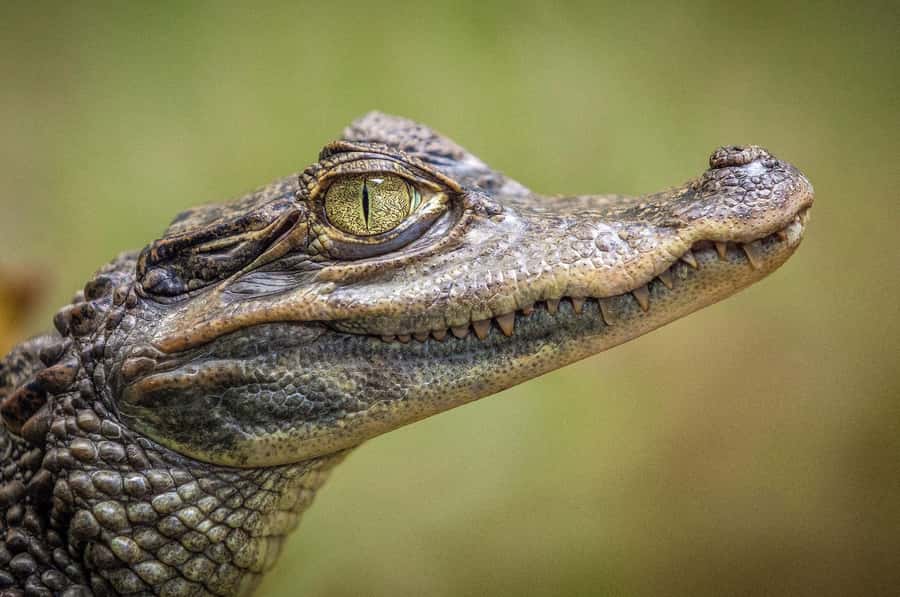 Miami: Alligator Spotting Airboat and Wildlife Reserve - Should you book this Everglades airboat tour?