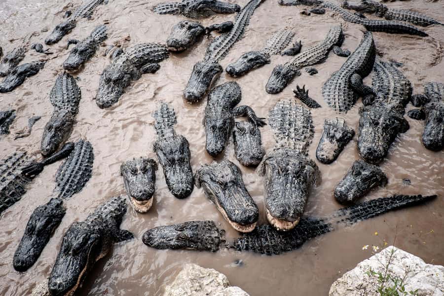 Miami: Alligator Spotting Airboat with Pick-Up/Drop-off - The guide’s eco-presentation and wildlife lessons