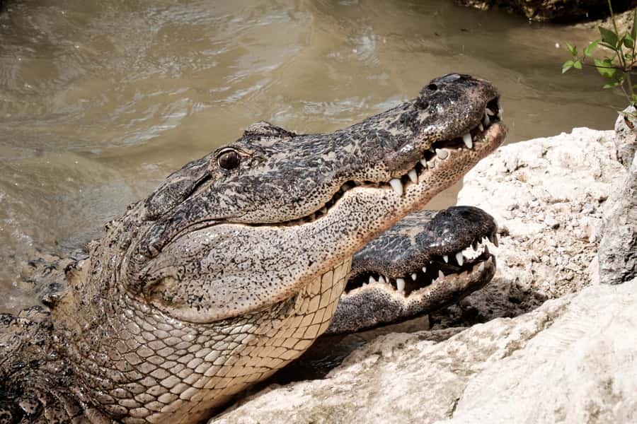 Miami: Alligator Spotting Airboat with Pick-Up/Drop-off - Is $67 a fair price?