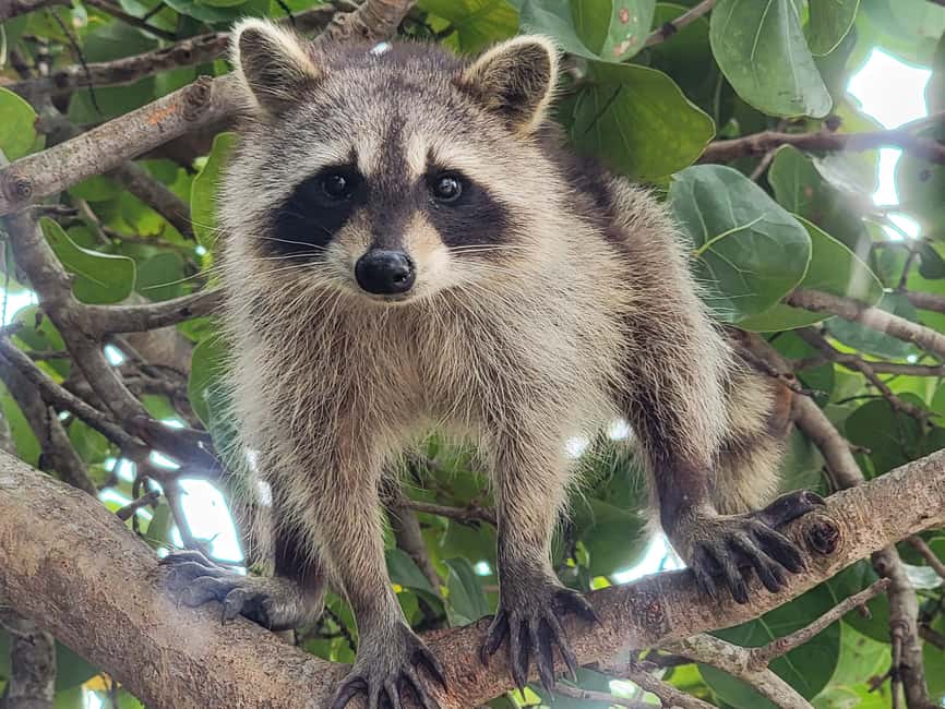 Miami: Biscayne Bay Ultimate Boat Tour with Kayak Experience - Five things to know before you go