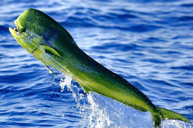 Miami Deep Sea Fishing Charters - Who will enjoy this Miami fishing charter