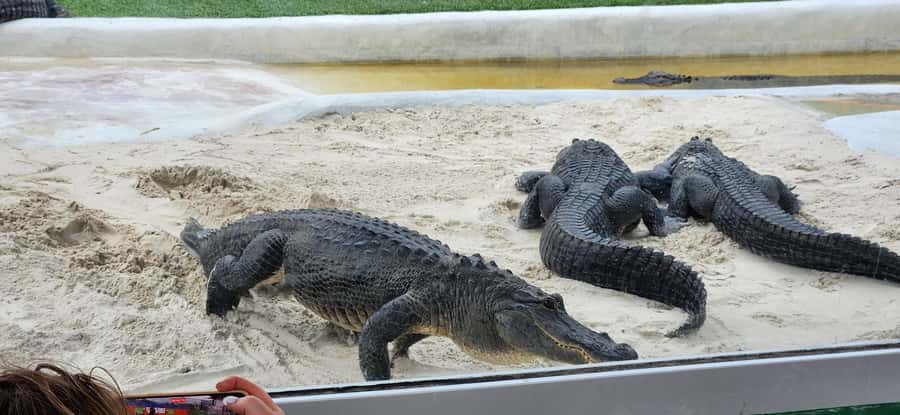 Miami: Everglades Airboat, Gator Encounter & Bus Transfer - Key points at a glance