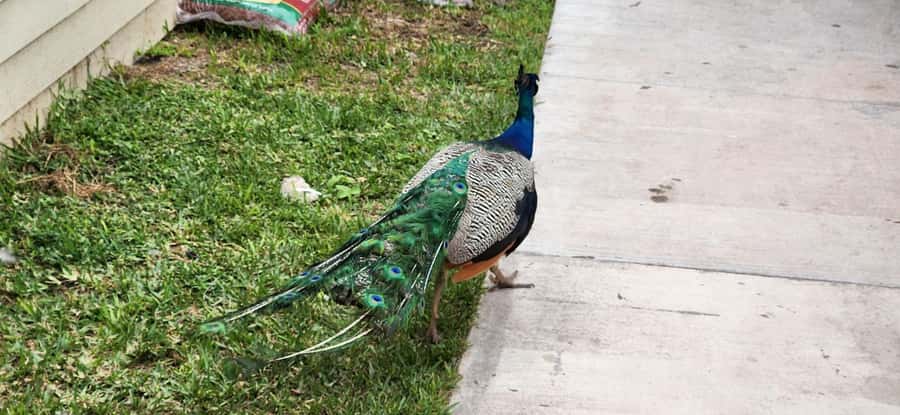 Miami: Everglades Airboat, Gator Encounter & Bus Transfer - The alligator show and the ethical question