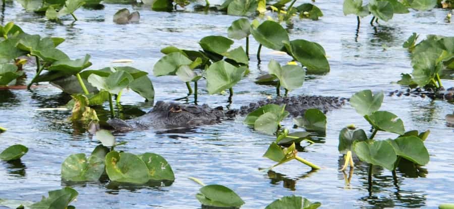 Miami: Everglades Airboat, Gator Encounter & Bus Transfer - The guide, the group, and the pace