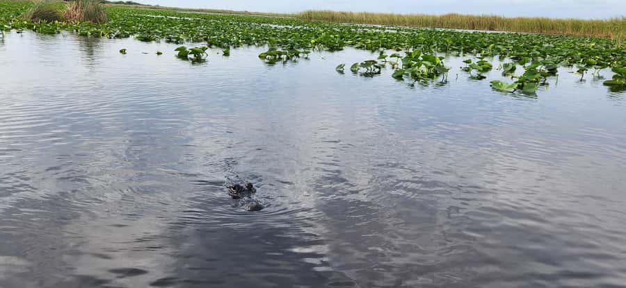 Miami: Everglades Airboat, Gator Encounter & Bus Transfer - Is $57 good value?