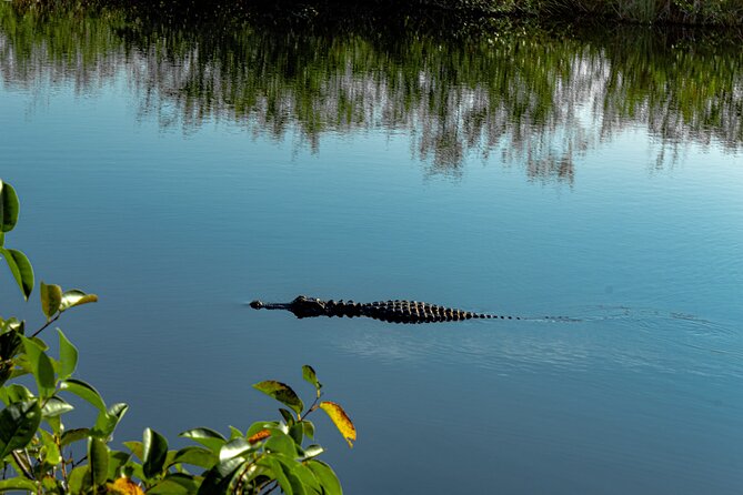 Miami: Everglades Airboat incl. Group Photo - Wildlife watching without false promises