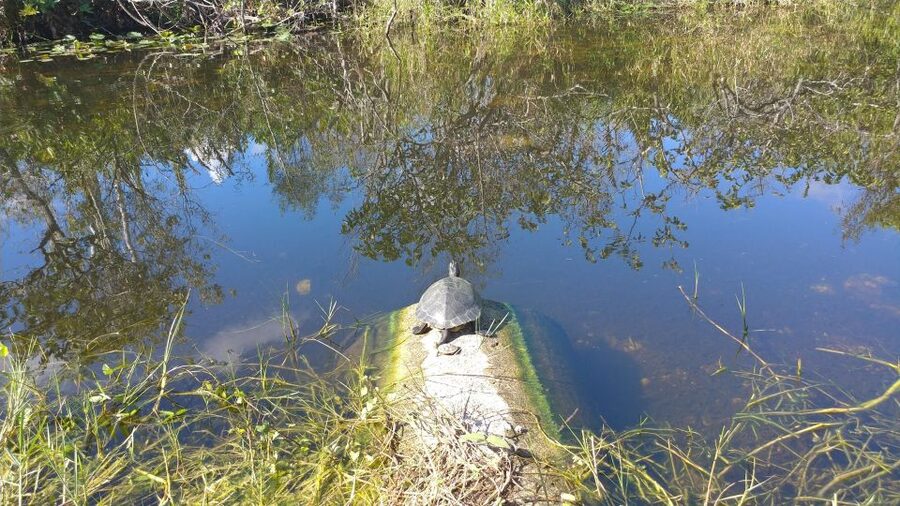 Miami: Everglades Airboat Ride and Tram Tour - The Everglades Safari airboat ride