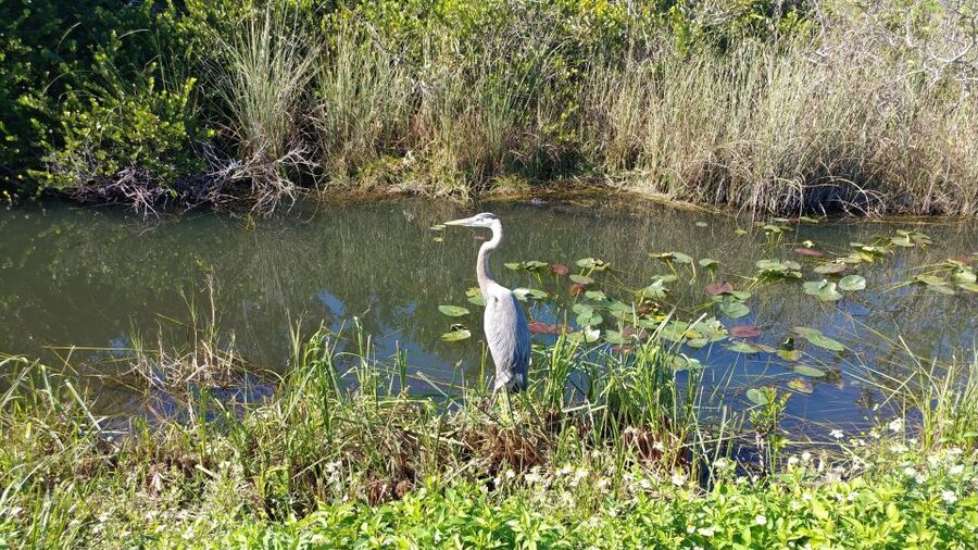 Miami: Everglades Airboat Ride and Tram Tour - The main concern: confirm the operation