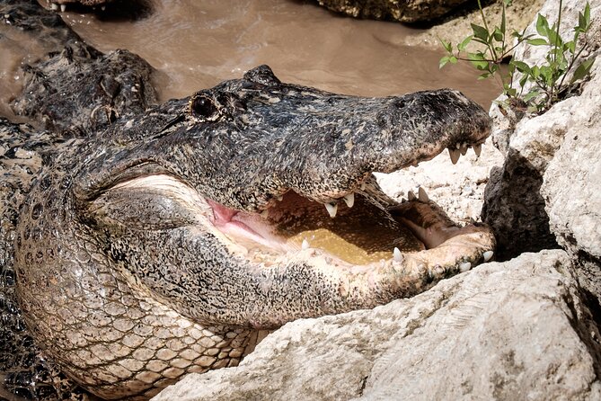 MIAMI: Everglades Airboat, Wildlife Gator Show and Pick-up - Getting there from Miami takes longer than the boat ride