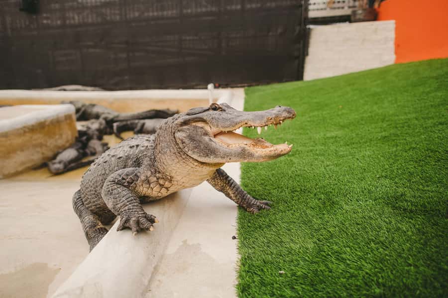 Miami: Everglades Experience, Bay Cruise & Open-Top Bus Tour - Biscayne Bay, Fisher Island, and Millionaire’s Row