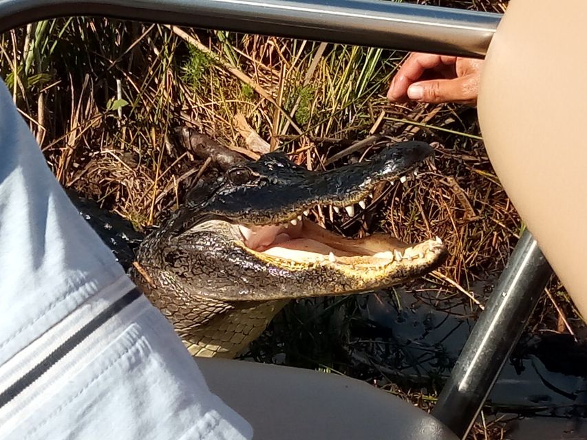 Miami: Everglades Full-Day Tour with 2 Boat Trips and Lunch - Key points to know before you go