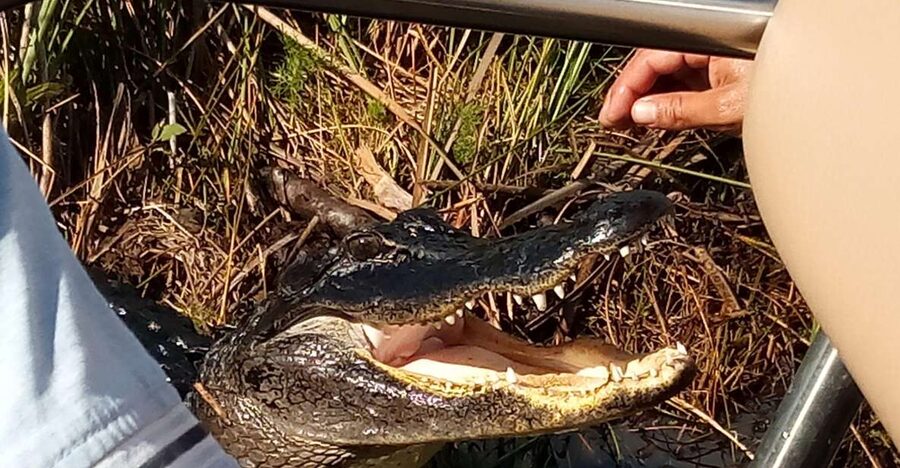 Miami: Everglades Full-Day Tour with 2 Boat Trips and Lunch - Chokoloskee Island and the old trading post