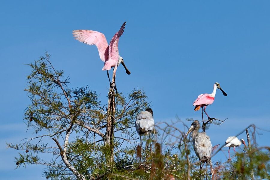 Miami: Everglades Full-Day Tour with 2 Boat Trips and Lunch - Who will enjoy this tour most