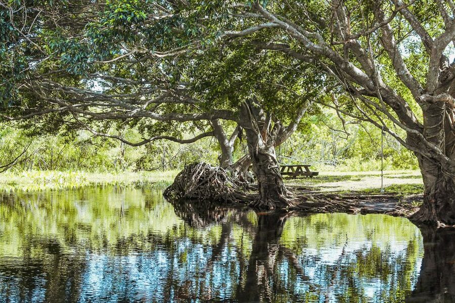 Miami: Everglades National Park Airboat Tour & Wildlife Show - The 30-minute alligator and wildlife show