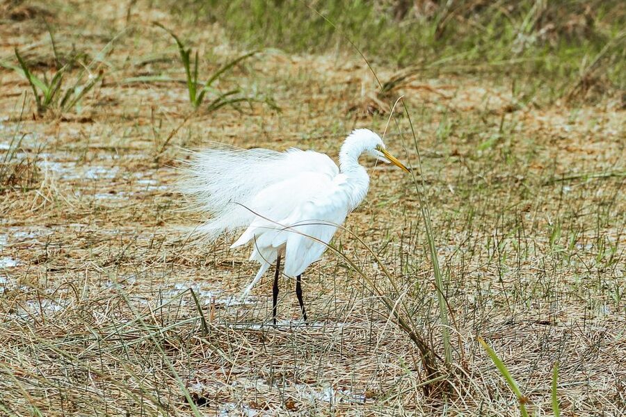 Miami: Everglades National Park Airboat Tour & Wildlife Show - Wildlife sightings, photographs, and the Jaws gator