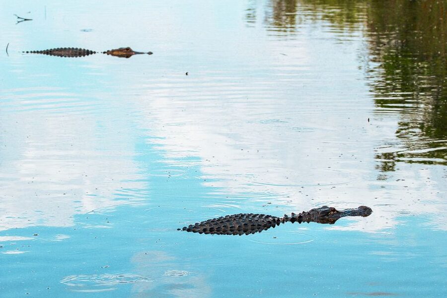 Miami: Everglades National Park Airboat Tour & Wildlife Show - Price, park fee, and overall value