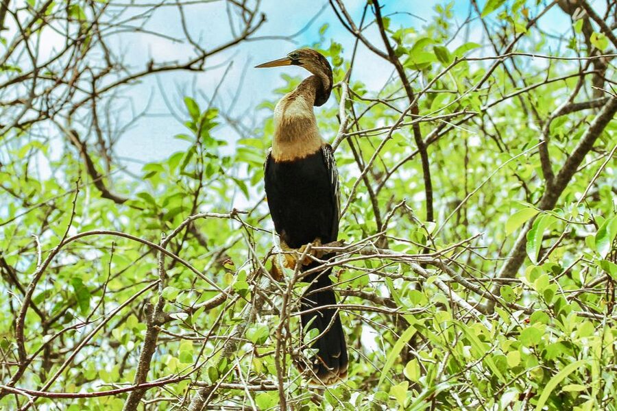 Miami: Everglades National Park Airboat Tour & Wildlife Show - Timing, weather, and useful planning tips