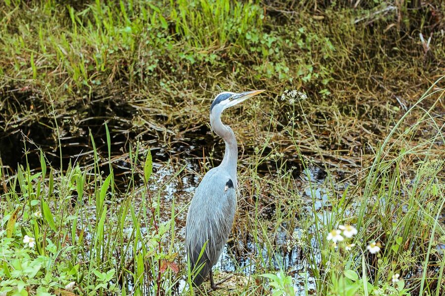 Miami: Everglades National Park Airboat Tour & Wildlife Show - Who will enjoy this tour most