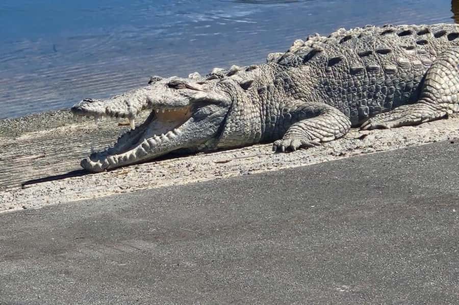 Miami: Everglades National Park Hiking and Kayaking Day Trip - Two hikes through three Everglades habitats