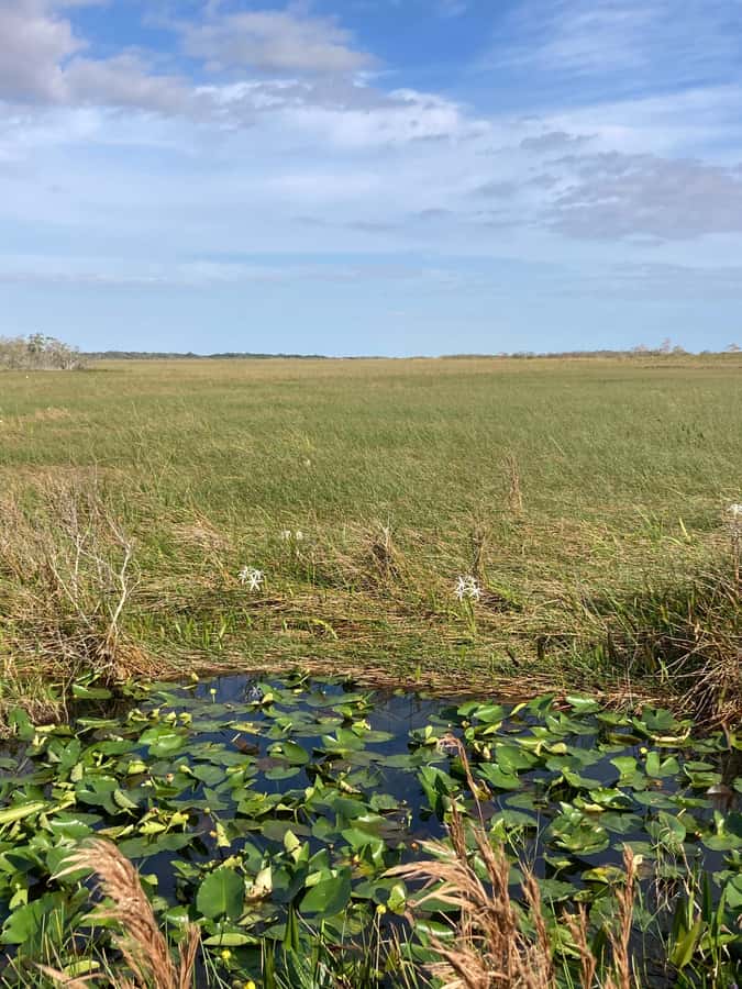 Miami: Everglades National Park Hiking and Kayaking Day Trip - Two hours of kayaking through winding waterways