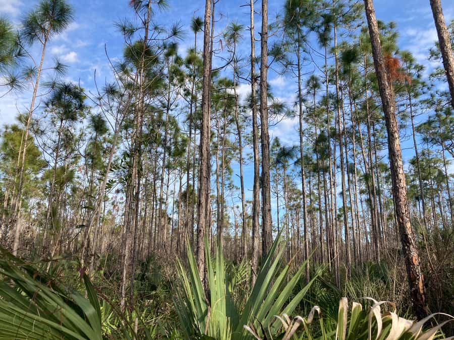 Miami: Everglades National Park Hiking and Kayaking Day Trip - Picnic lunch with the group