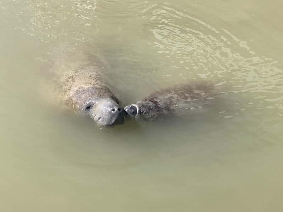 Miami: Everglades National Park Hiking and Kayaking Day Trip - What the $285 price includes