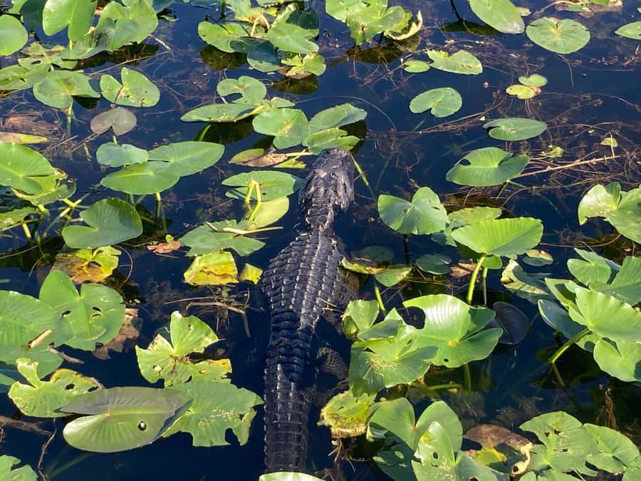 Miami: Everglades National Park Hiking and Kayaking Day Trip - Who should choose this outing
