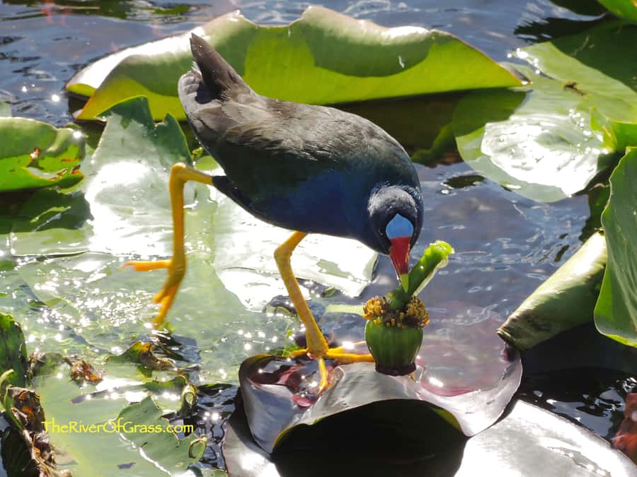 Miami: Everglades River of Grass Small Airboat Wildlife Tour - Key points at a glance