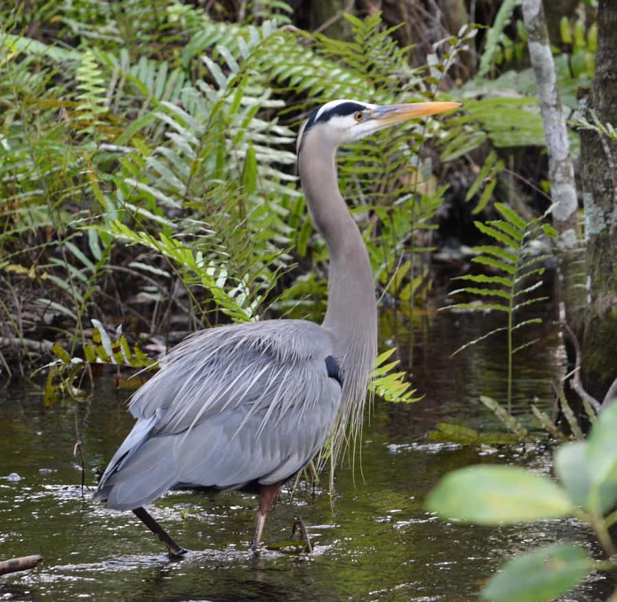 Miami: Everglades River of Grass Small Airboat Wildlife Tour - Wildlife stops across the River of Grass