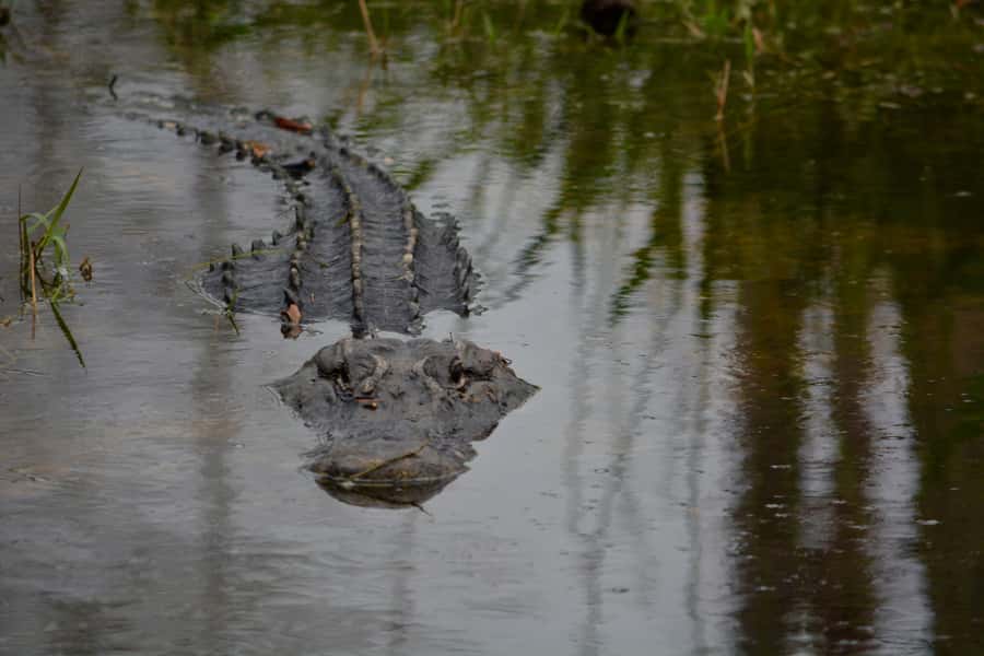 Miami: Everglades River of Grass Small Airboat Wildlife Tour - Learning the Everglades beyond the animals