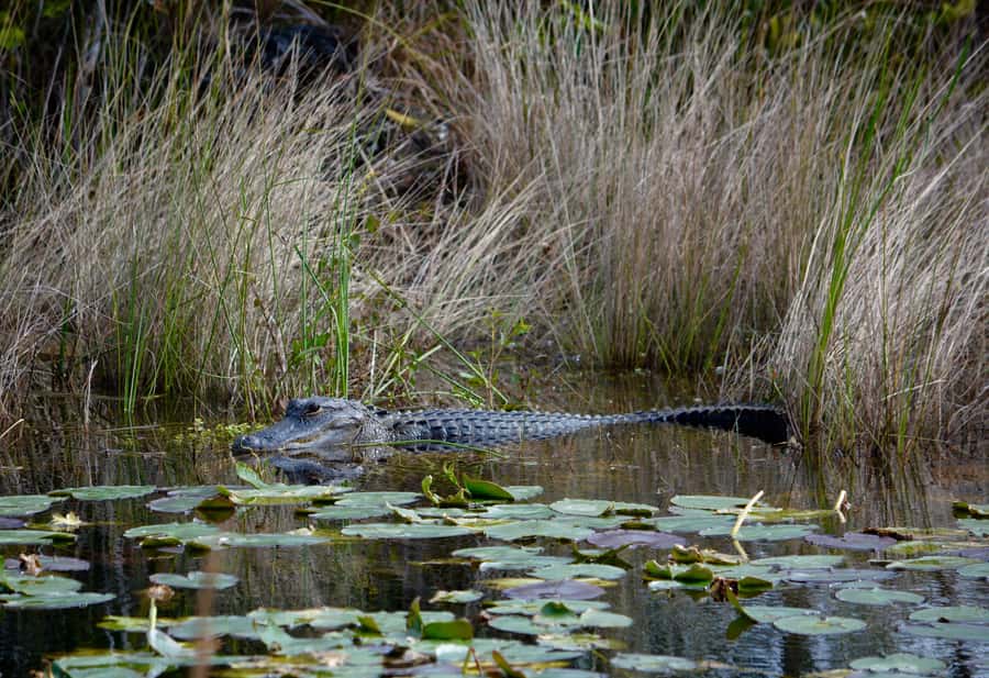 Miami: Everglades River of Grass Small Airboat Wildlife Tour - Starting at Dade Corners before the boat launch
