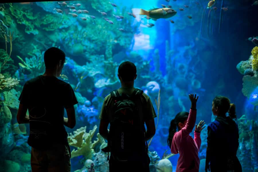 Miami: Frost Museum of Science and Planetarium Entry Ticket - Practical details that can save you time