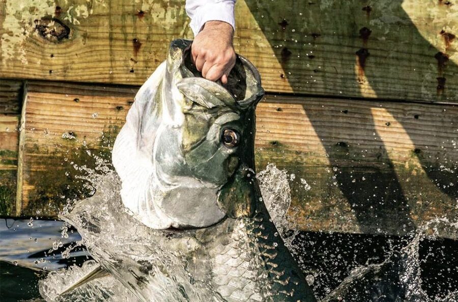 Miami: Giant Fish Feeding Experience - Key points before you book