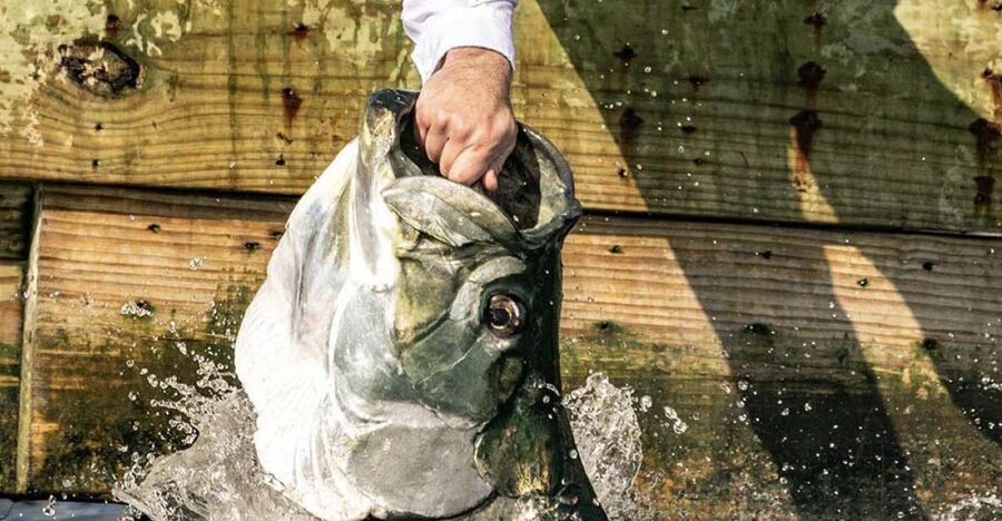 Miami: Giant Fish Feeding Experience - Meeting Miami’s Silver King at Bayside Bay