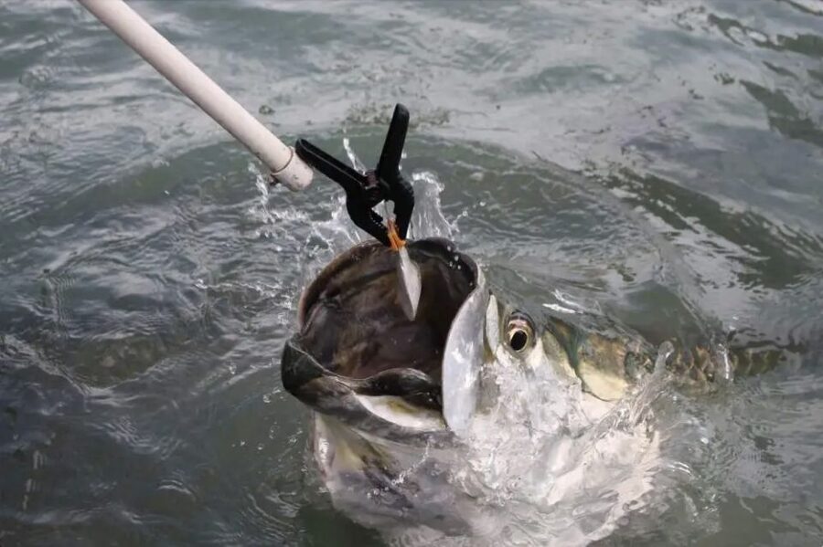 Miami: Giant Fish Feeding Experience - The 30-minute guided option