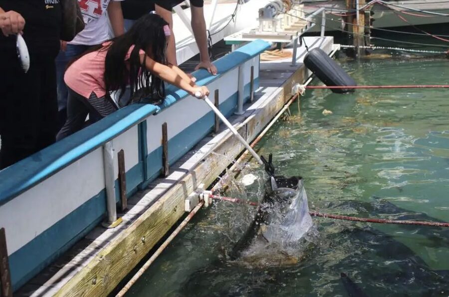 Miami: Giant Fish Feeding Experience - Who will enjoy feeding the tarpon?